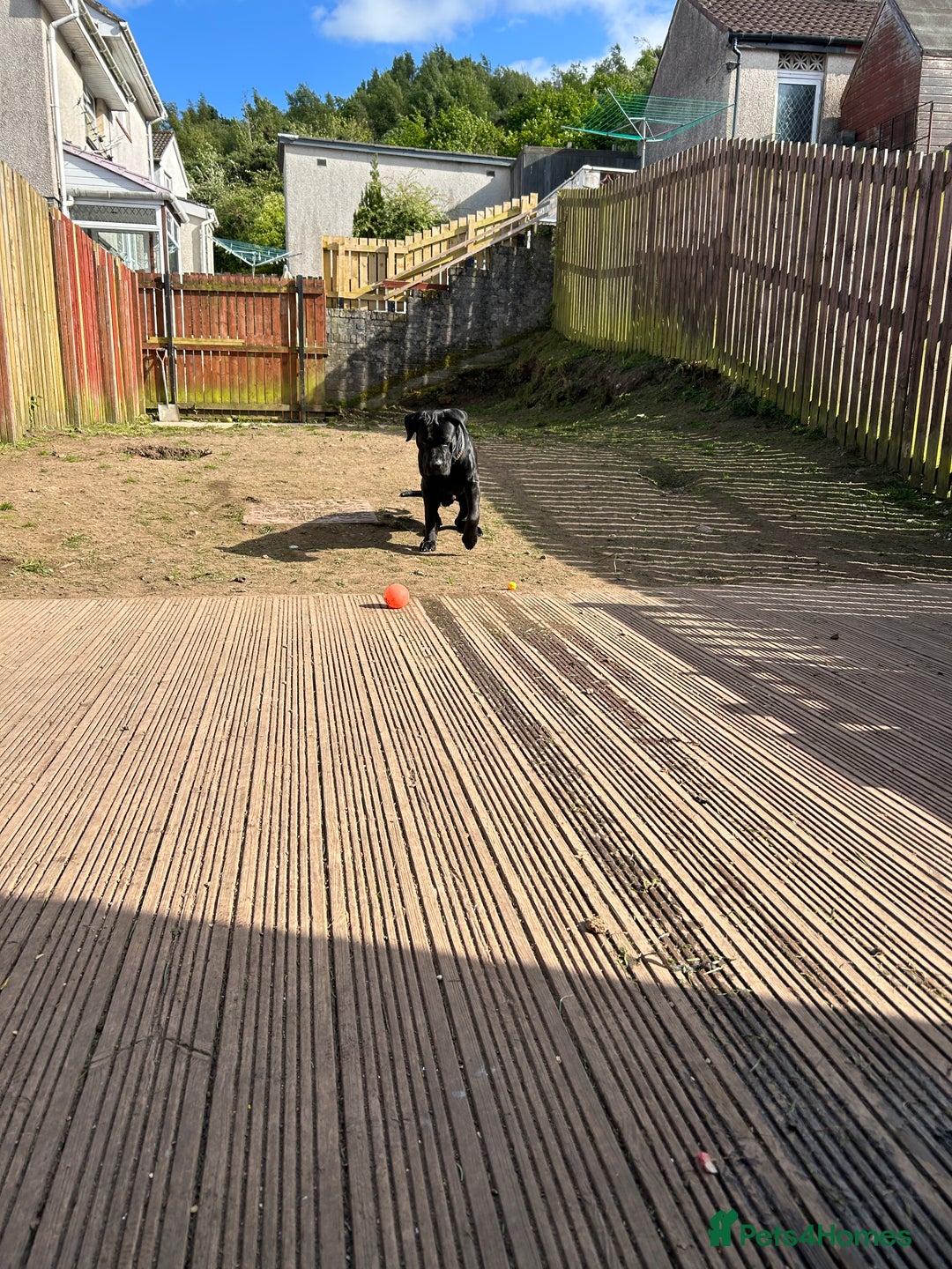 Cane Corso dogs for sale: Cane corso puppies  - Image 15
