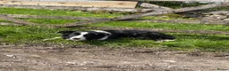 Mixed Breed dogs for sale: Beautiful litter of teckle x puppies for sale  - Advert 21