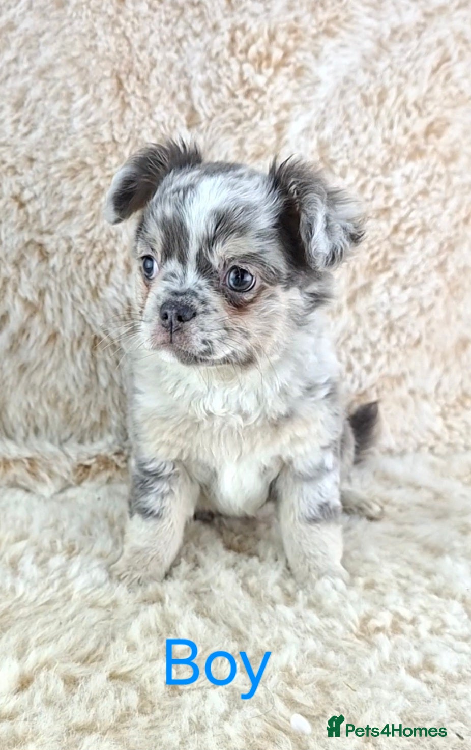 Chihuahua dogs  Chihuahua X French Bulldog Puppies  - Advert 5