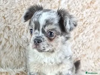 Chihuahua dogs Chihuahua X French Bulldog Puppies - Advert 5