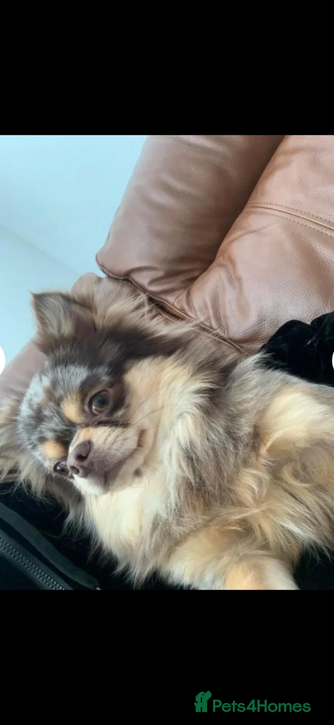 Chihuahua dogs for sale: Marley for sale . Stunning chihuaha boy two years. in Cradley Heath - Advert 3