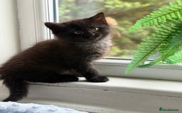 Mixed Breed cats for sale: Beautiful Maine Coon cross kittens - Image 2