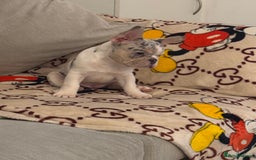 French Bulldog dogs for sale: French bulldog **  - Image 9