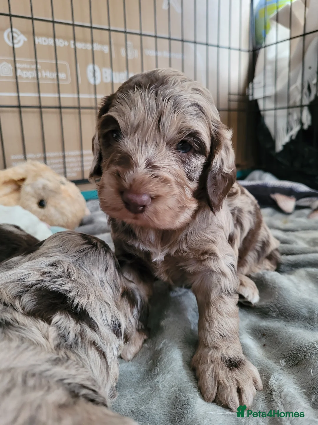 Miniature Poodle dogs for stud: Chocolate Merle Miniature Poodle for stud in Warrington - Advert 18