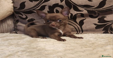 Chihuahua dogs - Advert 3