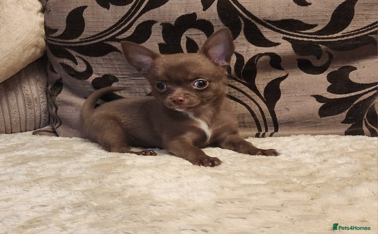 Chihuahua dogs - Advert 2