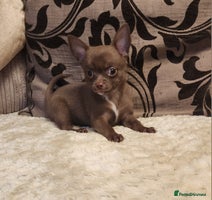 Chihuahua dogs - Advert 3