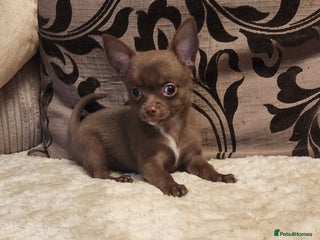 Chihuahua dogs - Advert 26