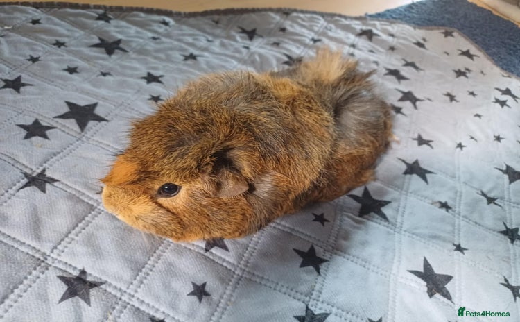 Guinea Pig rodents - Advert 3