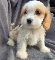 Cavapoo dogs - Advert 6