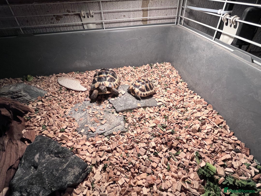 Tortoise reptiles for sale: pair of Spur-Thighed tortoises  - Advert 3