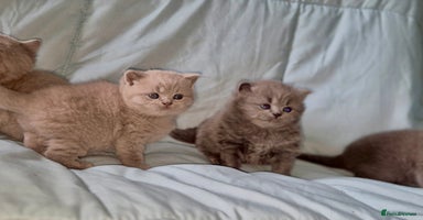 British Shorthair cats - Advert 6