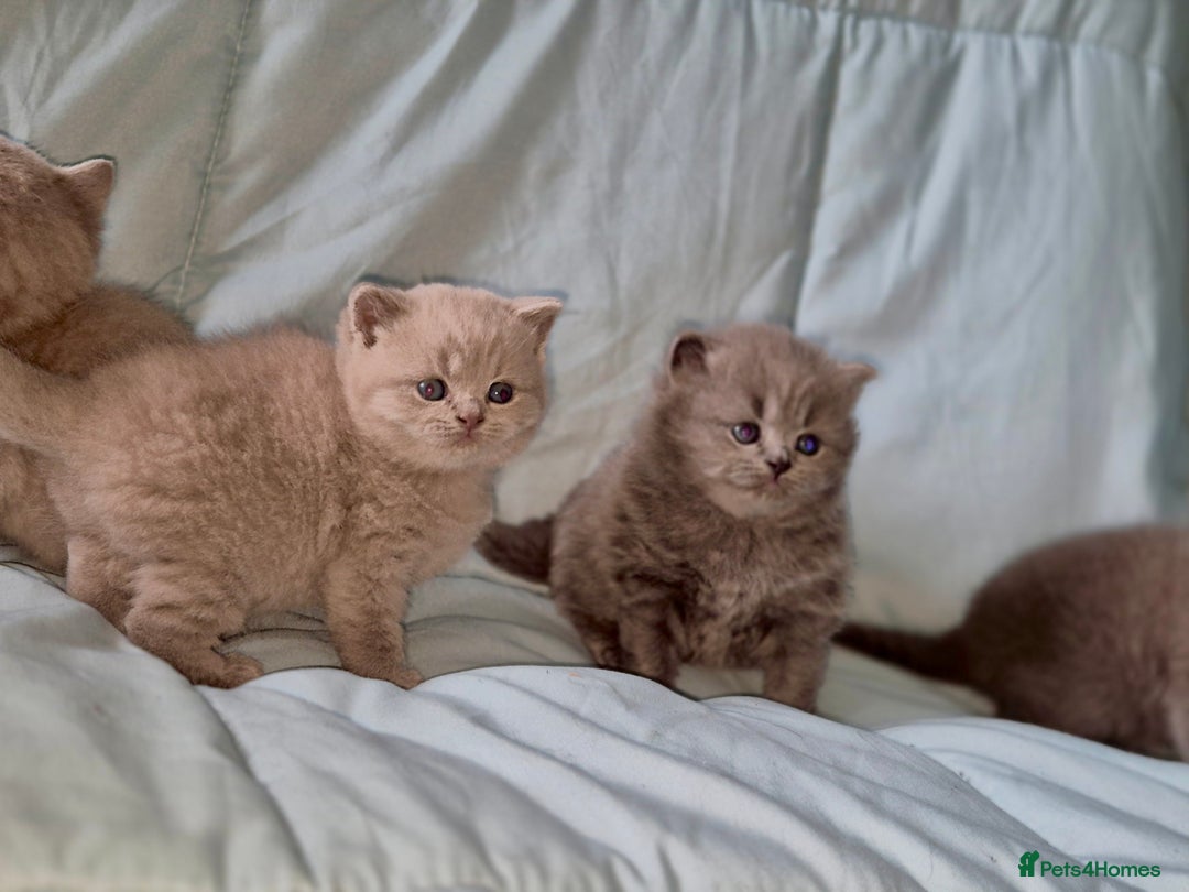 British Shorthair cats for sale: British short and long haired kittens GCCF  - Image 2