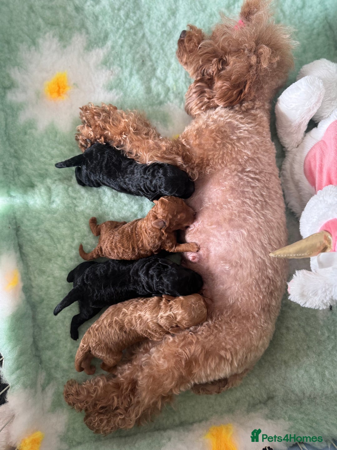 Toy Poodle dogs for sale: 🍇🐩 Last Girl Available 🐩🍇 - KC Toy Poodles 🐩✨ - Image 13