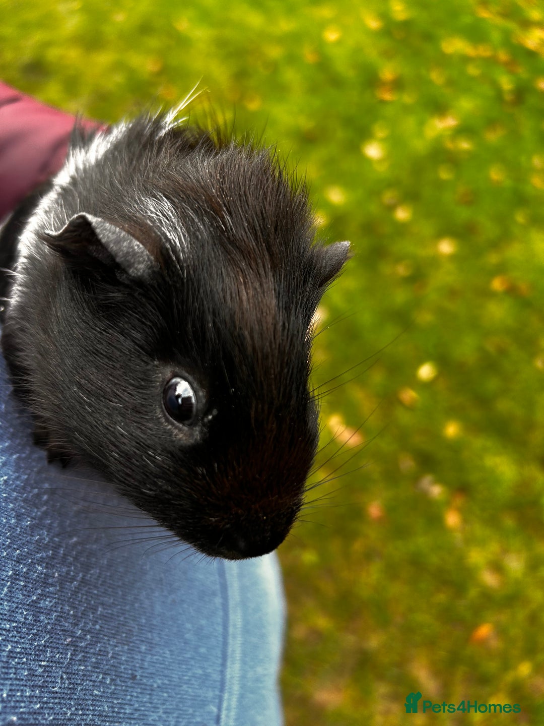 Guinea Pig rodents for sale: 2 baby boy guinea pigs available - Advert 2