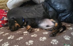 Miniature Dachshund dogs for sale: Minature Dachshund Puppy - Image 8