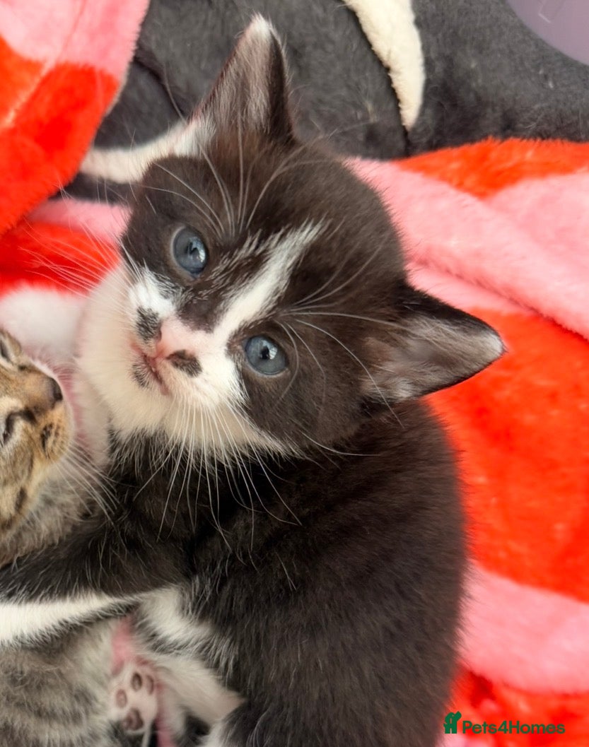 Mixed Breed cats Last female kitten - Advert 1