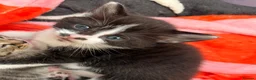 Mixed Breed cats for sale: Last female kitten - Advert 3