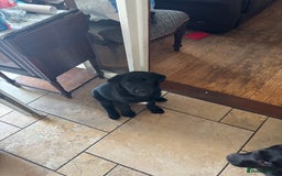 Borador dogs for sale: Borador puppies  - Image 4