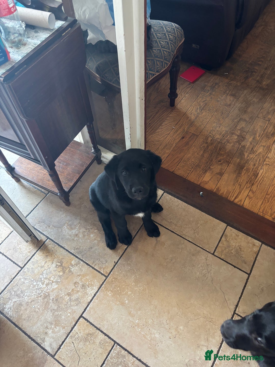 Borador dogs for sale: Borador puppies  - Image 4