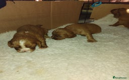 Cockalier dogs for sale: Cockerliers  f1 health tested parents - Image 7