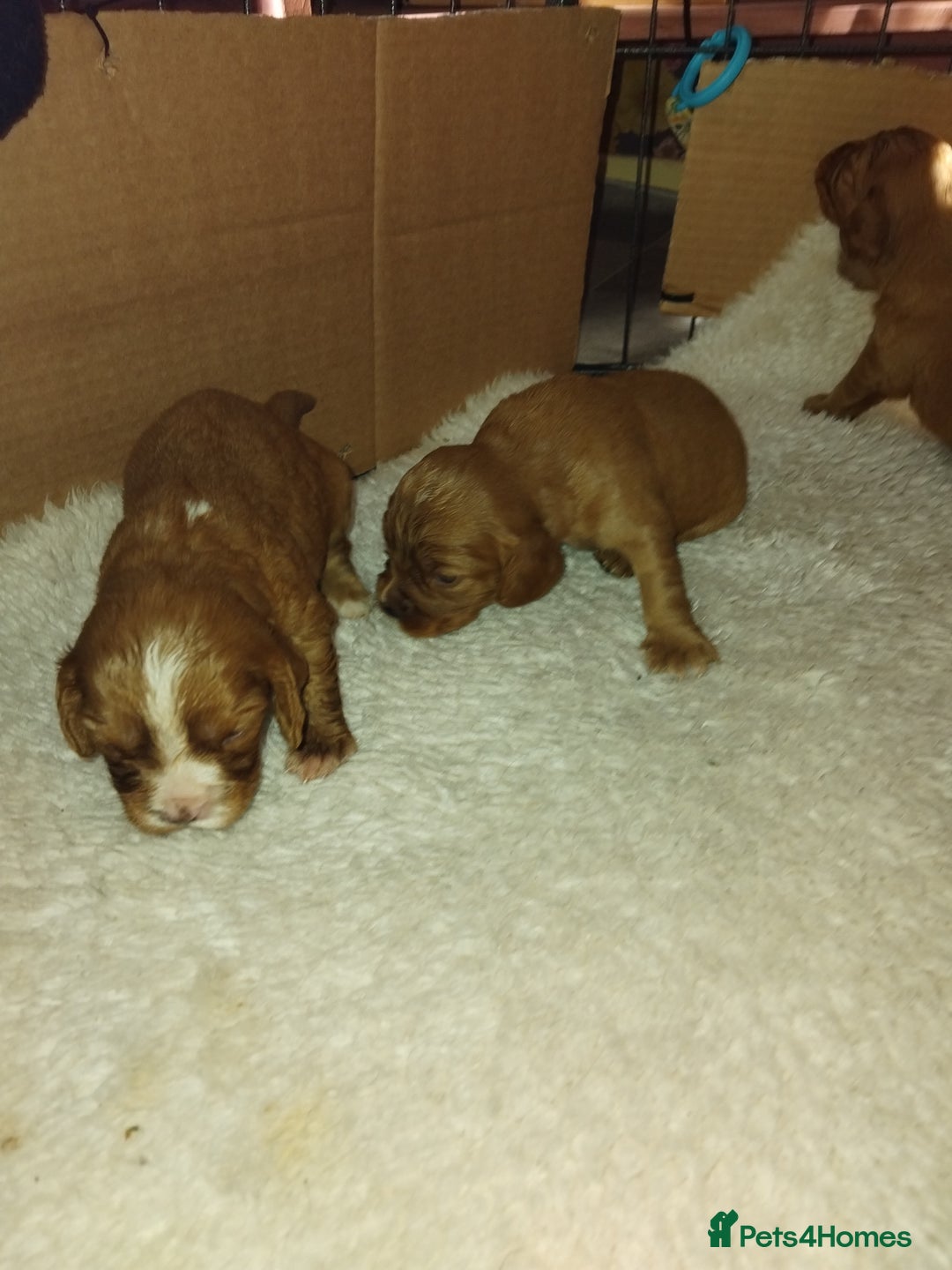 Cockalier dogs for sale: Cockerliers  f1 health tested parents - Image 7