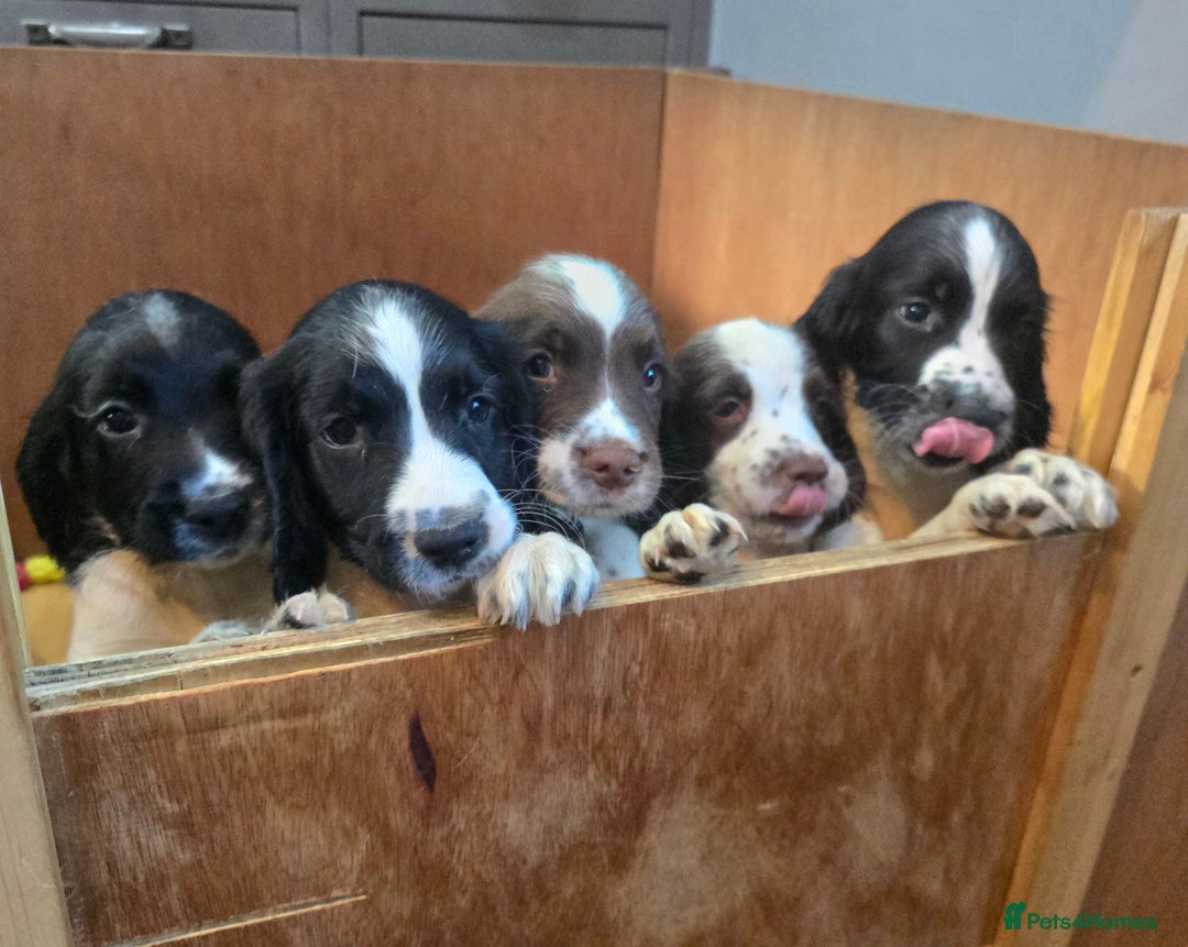 English Springer Spaniel dogs for sale: Working KC English Springer Spaniels - Advert 2