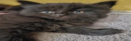 Maine Coon cats for sale: Beautiful black fluffy kittens - Advert 10