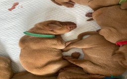 Hungarian Vizsla dogs for sale: 9 adorable Hungarian vizslas for sale - Image 12