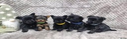 Yorkshire Terrier dogs for sale: Yorkshire Terrier  - Advert 8