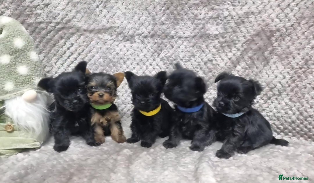 Yorkshire Terrier dogs for sale: Yorkshire Terrier  - Advert 8