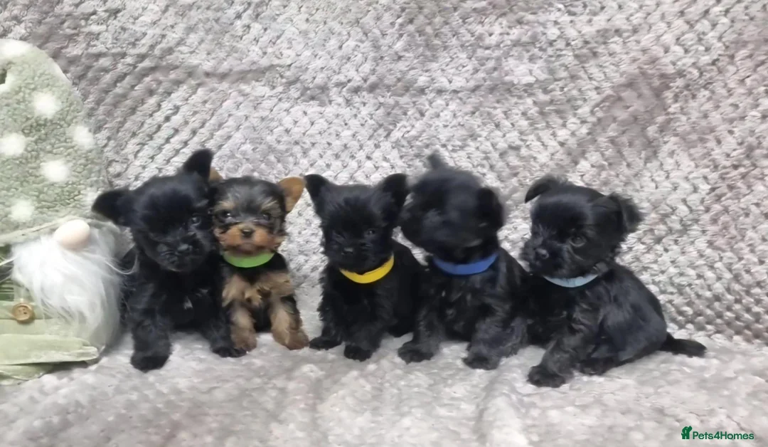 Yorkshire Terrier dogs for sale: Yorkshire Terrier  - Advert 11