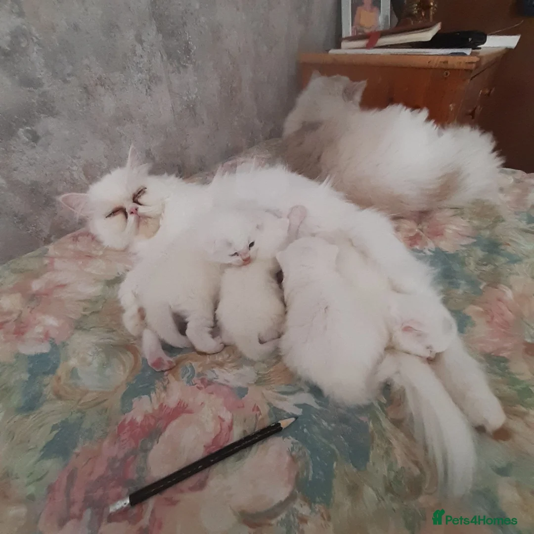 Persian cats for sale: Pure white Persian cross kittens - Advert 1