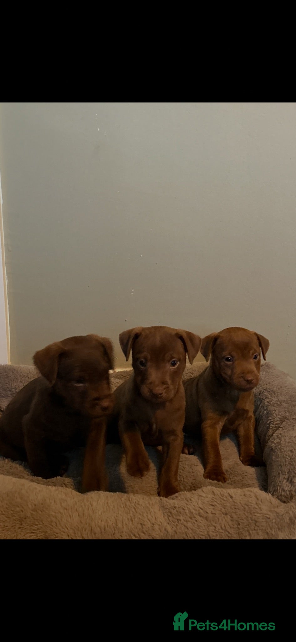 Patterdale Terrier dogs Patterdale puppies - Advert 1
