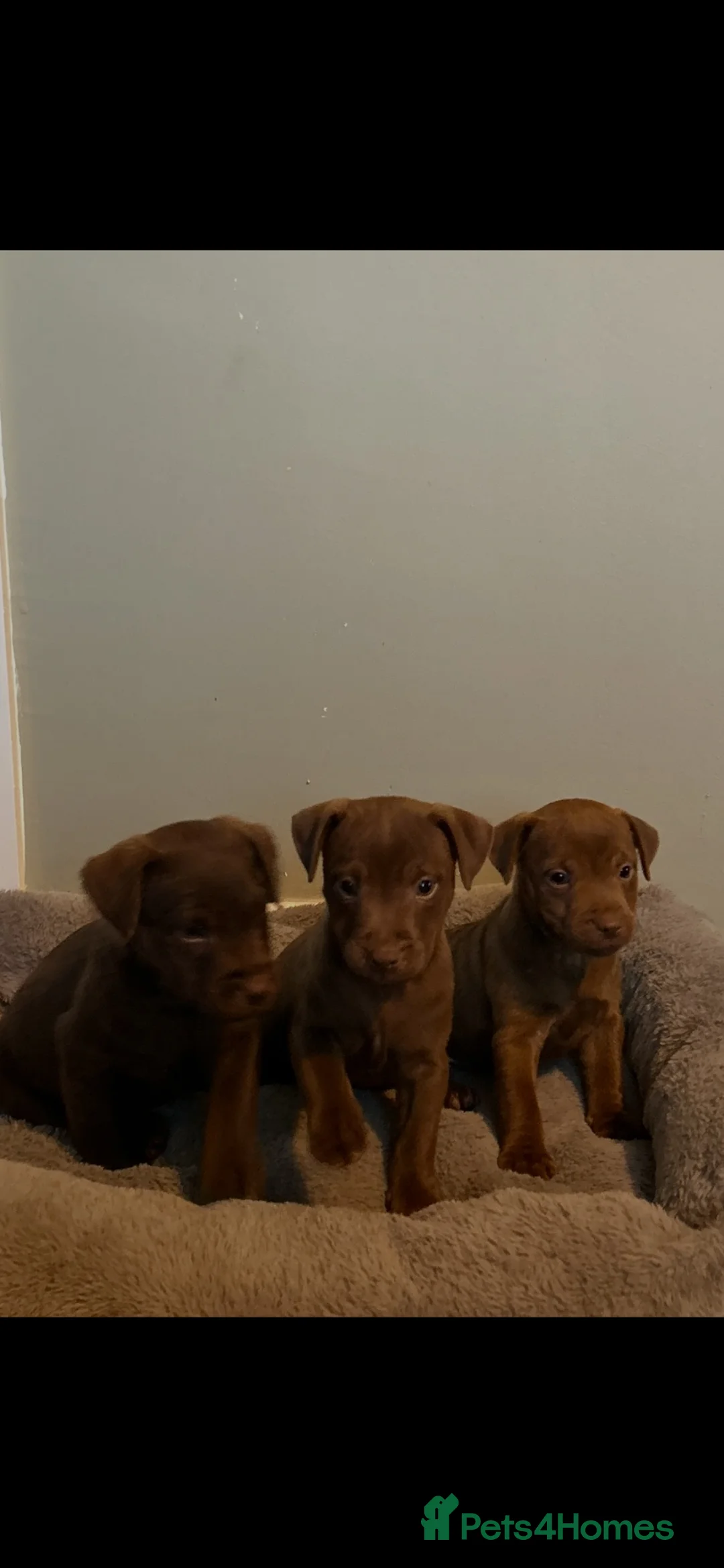 Patterdale Terrier dogs for sale: Patterdale puppies - Advert 1
