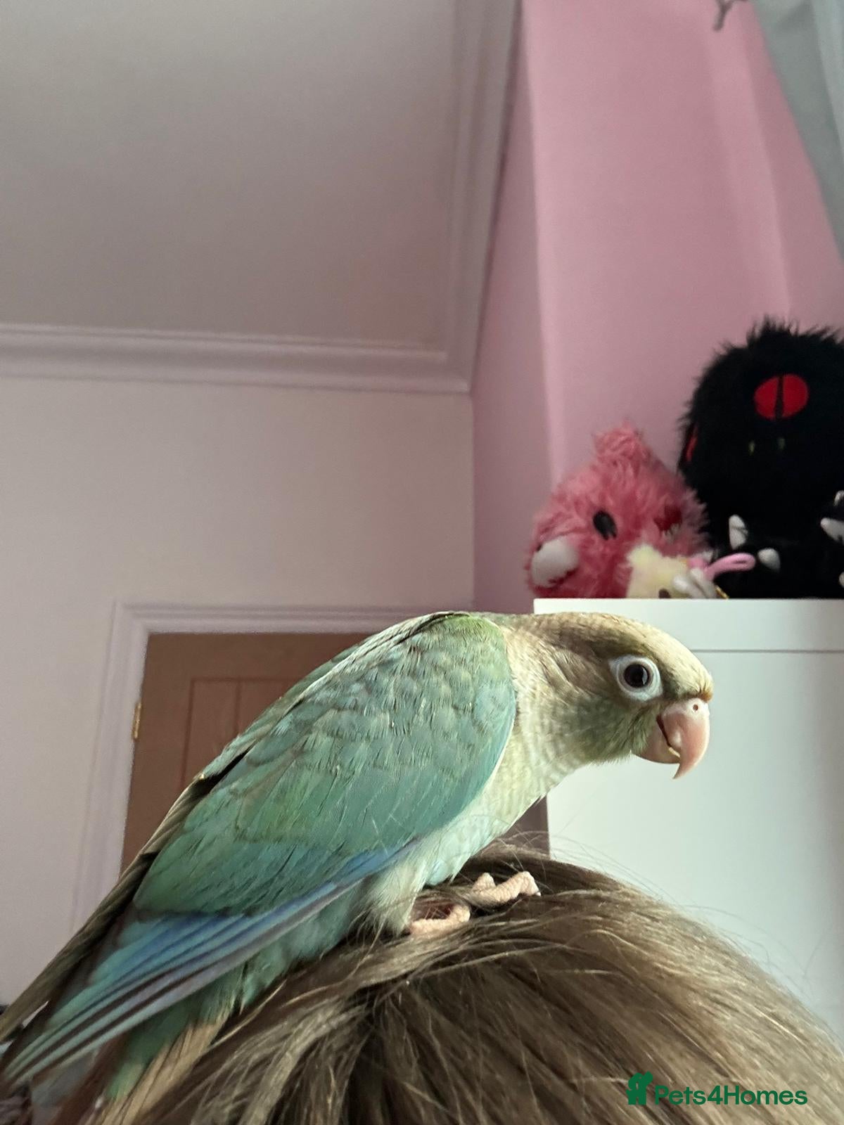 Parrots birds baby conure parrot teal colour  - Advert 1