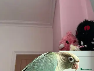 Parrots birds baby conure parrot teal colour - Advert 1