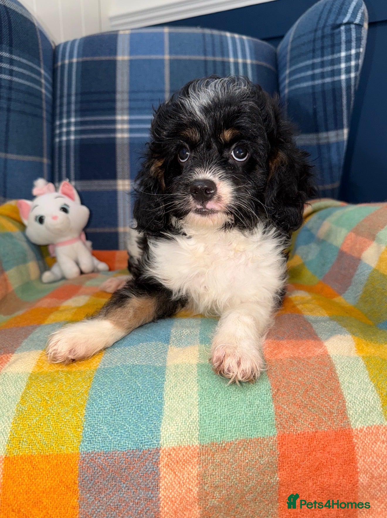 Cavapoo dogs 💜💖One Stunning Tri Colour Cavapoo Girl🩷💜 - Advert 1