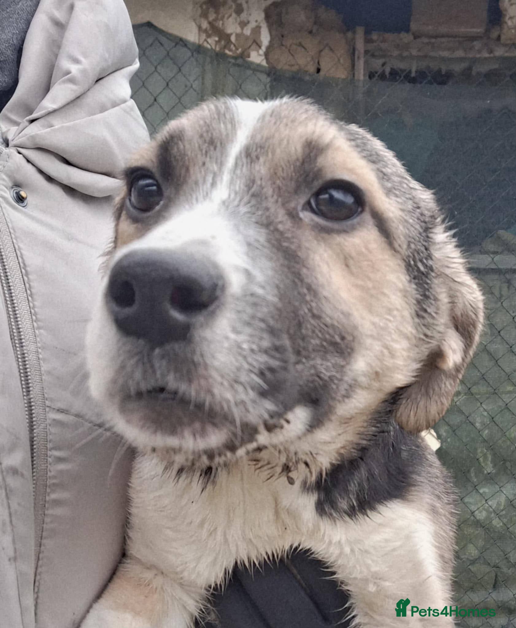 Mixed Breed dogs Gouda for adoption - Advert 2