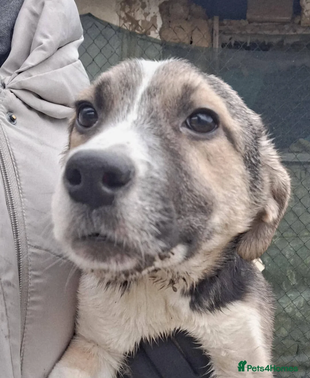 Mixed Breed dogs for adoption: Gouda for adoption - Advert 1