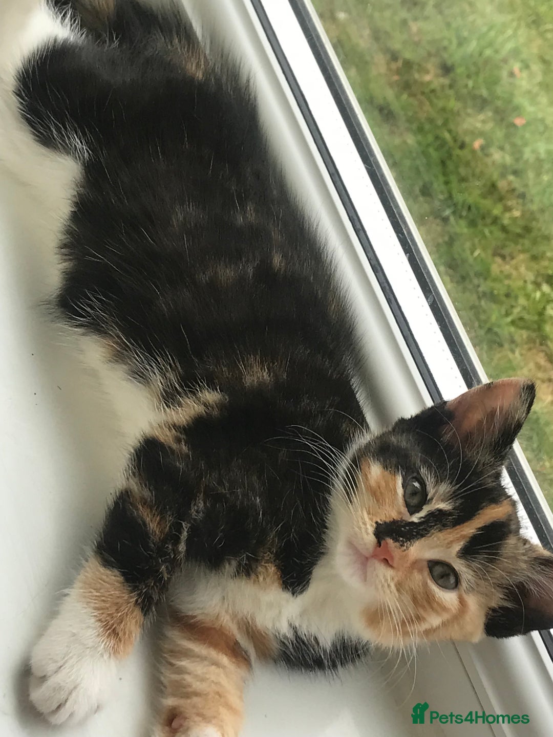 Egyptian Mau cats for sale: Adorable Calico Kitten Seeking Forever Home - Image 9