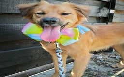 Mixed Breed dogs for adoption: 🐶💖 MIAH 💖🐶 - Image 25