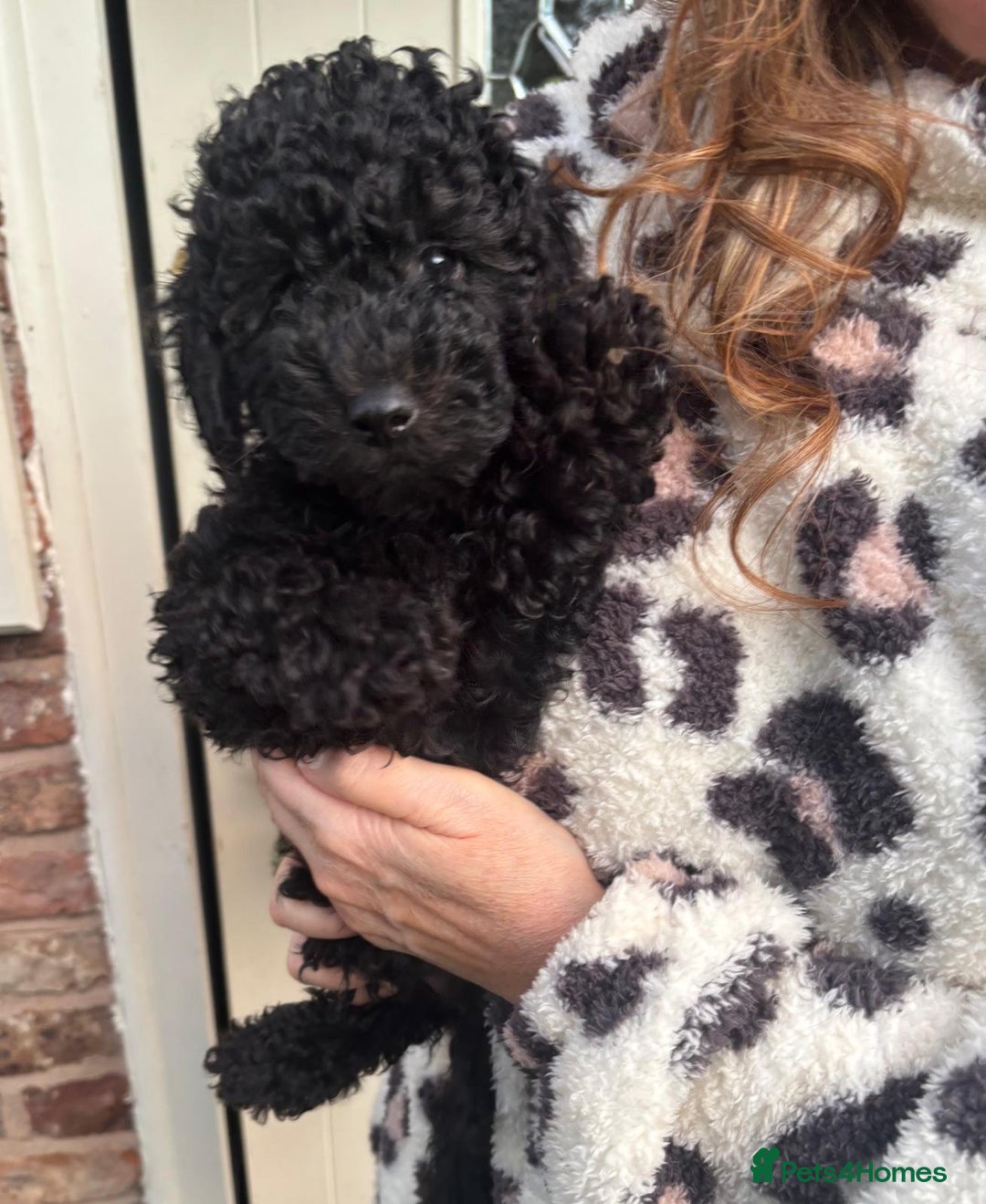 Toy Poodle dogs for sale: ADORABLE ‘ALBERT’ *TOY POODLE*BOY*PUP ready now - Advert 2