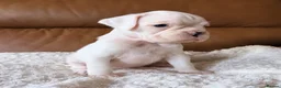 Boxer dogs for sale: Kc Beautiful white girl boxer puppy   - Advert 10