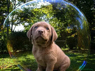 Labrador Retriever dogs Chunky chocolate family pet Labrador puppies - Advert 13