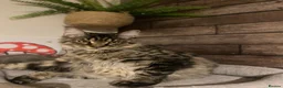 Maine Coon cats for sale: Beautiful male black maine Coon kitten - Advert 1