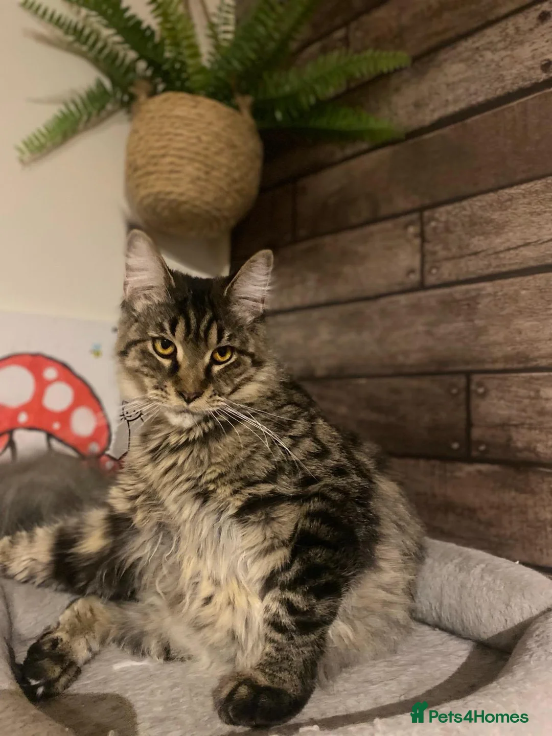 Maine Coon cats for sale: Beautiful male black maine Coon kitten - Advert 1