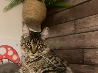 Maine Coon cats Beautiful male black maine Coon kitten - Advert 3