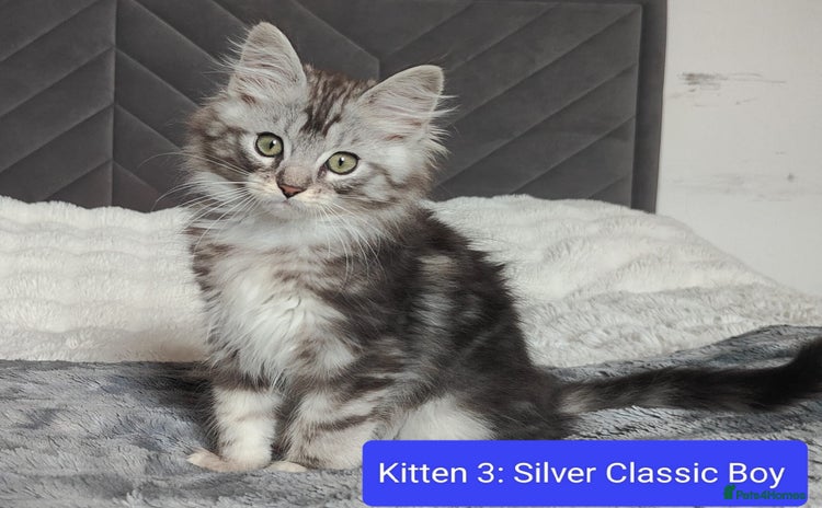 Maine Coon cats in Glasgow - Advert 15