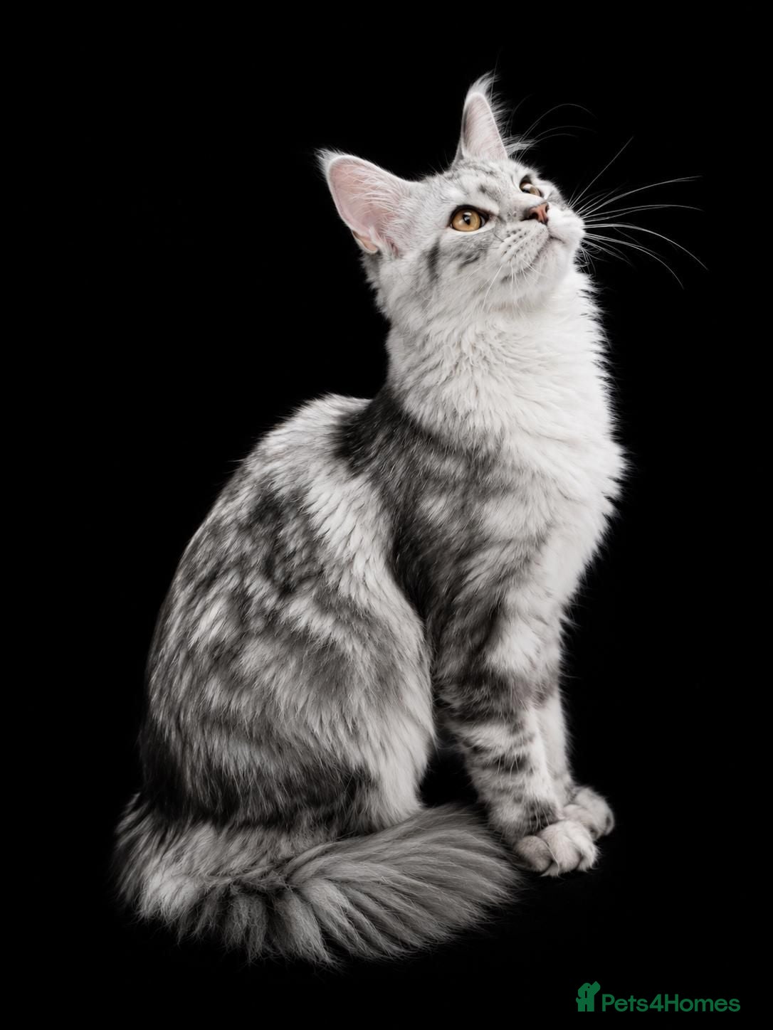 Maine Coon cats Beautiful Maine Coon girl TICA REG - Advert 1